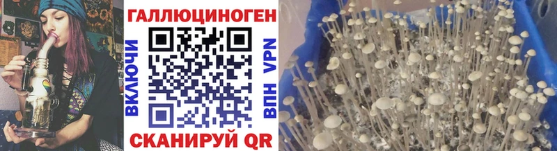Псилоцибиновые грибы Psilocybe  Анадырь 